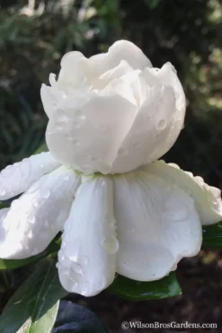 Crown Jewel Gardenia - 1 Gallon Pot