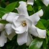 Fool Proof Gardenia - 2 Gallon Pot
