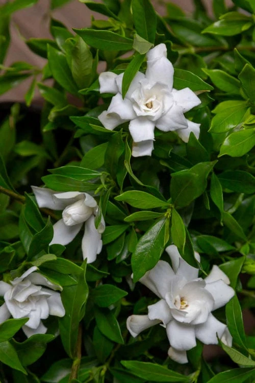 Fool Proof Gardenia - 3 Gallon Pot - Image 4