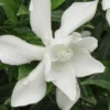 Frost Proof Gardenia - 6 Pack Of 1 Gallon Pots