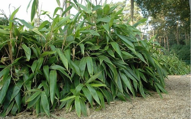 Giant Leaf Bamboo - Indocalamus Tessellatus - 3 Gallon Pot - Image 7