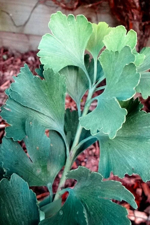 Jagged Jade Dwarf Male Ginkgo Tree - 3 Gallon Pot - Image 5