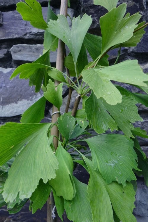 Jagged Jade Dwarf Male Ginkgo Tree - 3 Gallon Pot - Image 7