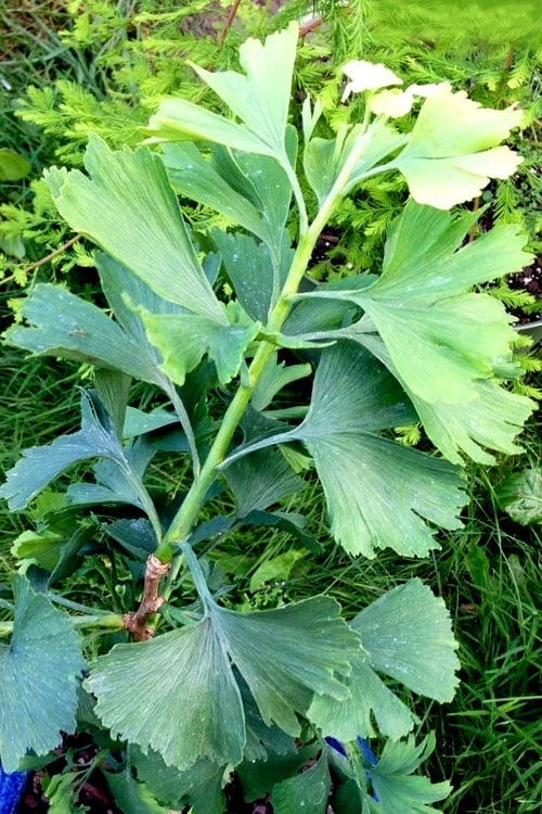 Jagged Jade Dwarf Male Ginkgo Tree - 3 Gallon Pot - Image 6