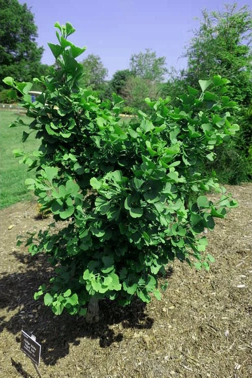 Jagged Jade Dwarf Male Ginkgo Tree - 3 Gallon Pot - Image 8