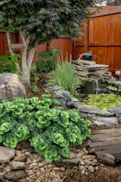 Troll Dwarf Ginkgo Tree - 2 Gallon Pot