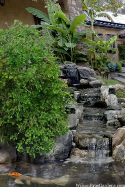 Weeping Wonder Dwarf Ginkgo Tree - 3 Gallon Pot