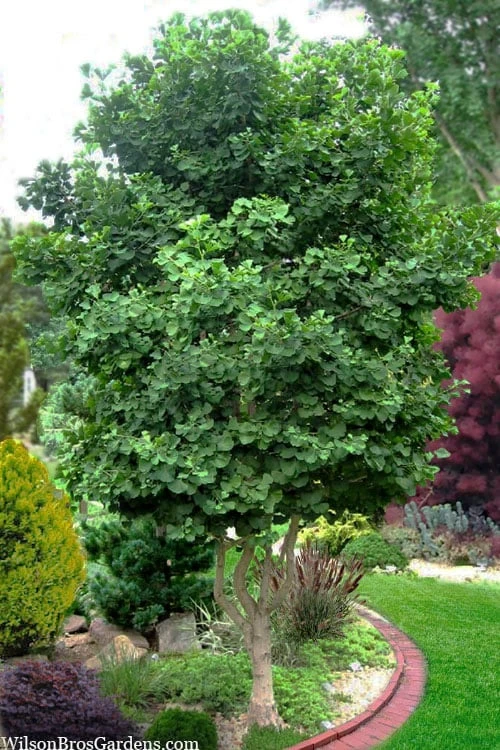 Jagged Jade Dwarf Male Ginkgo Tree - 3 Gallon Pot - Image 9