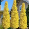 Sky Tower Ginkgo Maidenhair Tree (Male) - 2 Gallon Pot