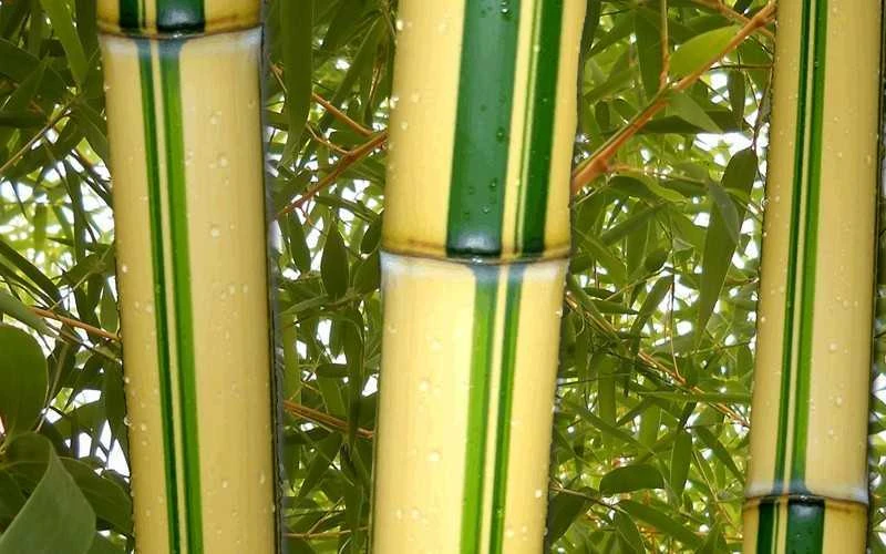 Gold Vivax Giant Timber Bamboo (Green Stripe Bamboo) - Phyllostachys Vivax 'Aureocaulis' - 3 Gallon Pot (4-6') - Image 4