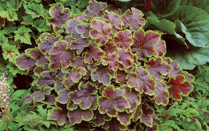 Solar Eclipse Heucherella (Foamy Bells) - 1 Gallon Pot - Image 5