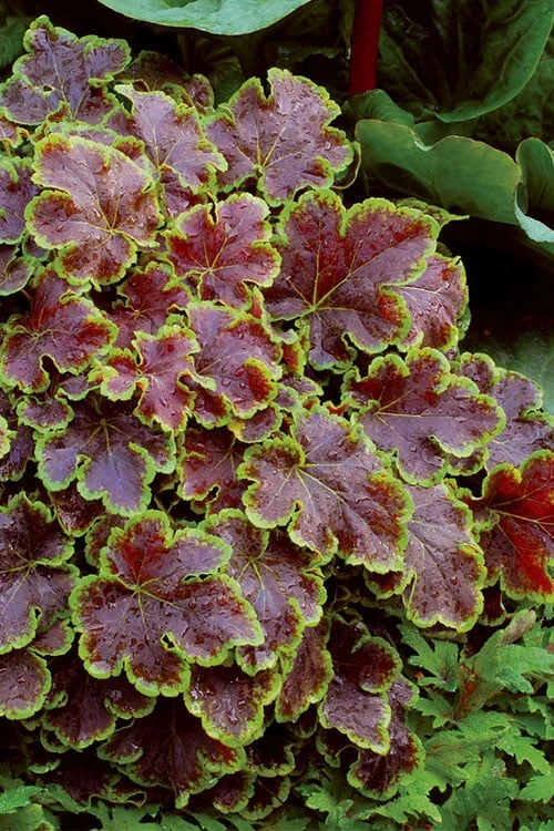 Solar Eclipse Heucherella (Foamy Bells) - 1 Gallon Pot - Image 6