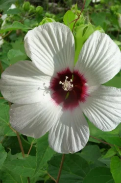 Rose Mallow Hardy Hibiscus (Hibiscus Moscheutos) - 6 Pack Of 2.5 Quart Pots