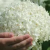 Incrediball Smooth Hydrangea - 3 Gallon Pot