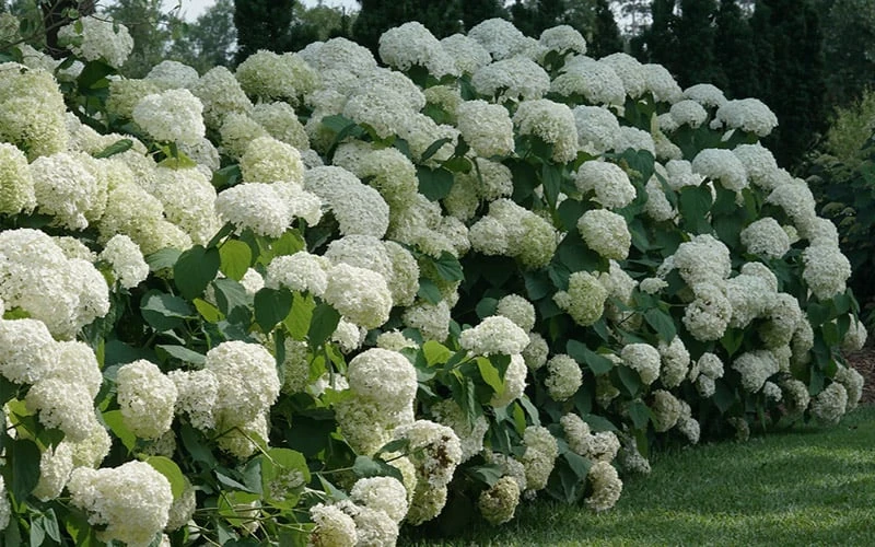 Incrediball Smooth Hydrangea - 3 Gallon Pot - Image 7