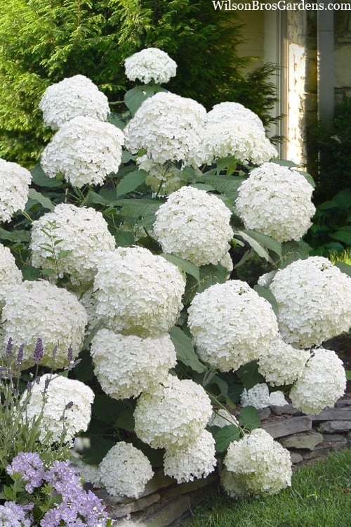 Incrediball Smooth Hydrangea - 3 Gallon Pot - Image 4
