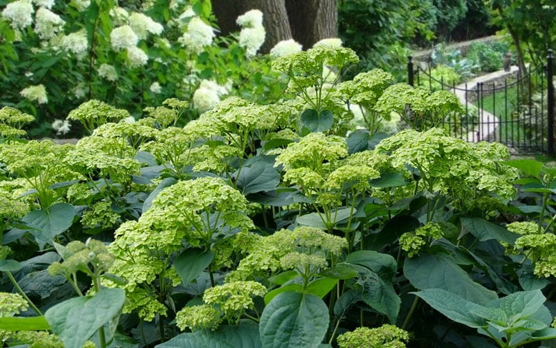 Invincibelle Sublime Smooth Hydrangea - 3 Gallon Pot - Image 9