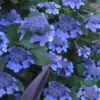 Bluebird Hydrangea - 2 Gallon Pot