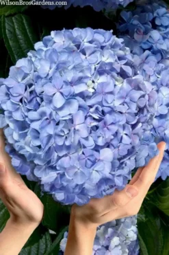 Big Daddy Hydrangea - 3 Gallon Pot