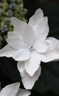 Fuji Waterfall Hydrangea - 3 Gallon Pot