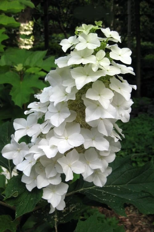 Oakleaf Hydrangea - 1 Gallon Pot