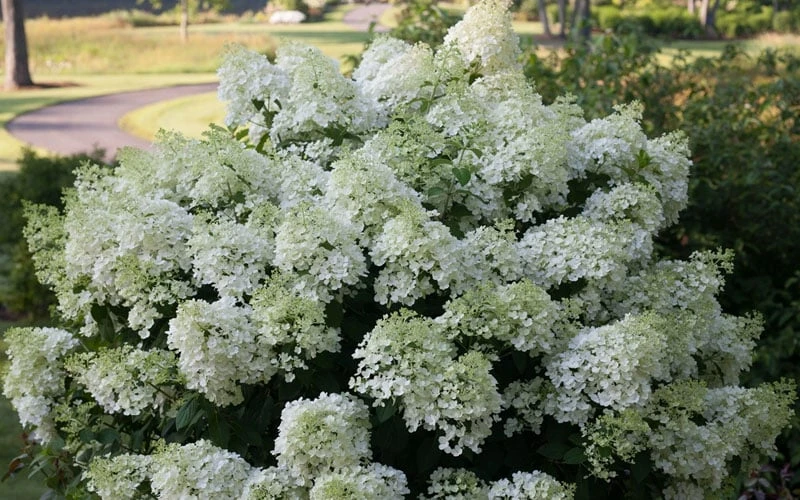 Bobo Hydrangea - 3 Gallon Pot - Image 6