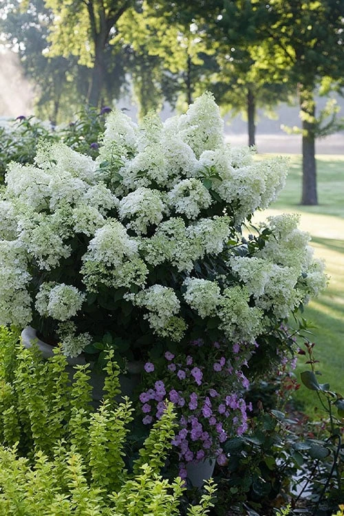 Bobo Hydrangea - 3 Gallon Pot - Image 4