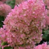 Bobo Hydrangea - 3 Gallon Pot