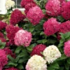 Little Lime Punch Hydrangea - 3 Gallon Pot