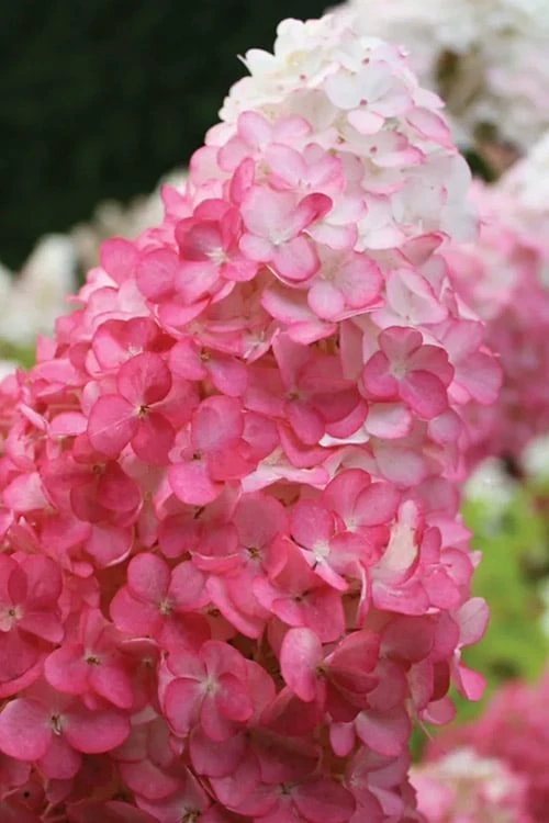 Vanilla Strawberry Hydrangea - 1 Gallon Pot - Image 7