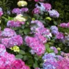 Preziosa Multi Color Hydrangea - 3 Gallon Pot