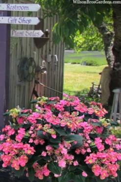 Tuff Stuff Red Mountain Hydrangea - 3 Gallon Pot