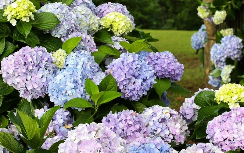 Dear Dolores Hydrangea - 3 Gallon Pot - Image 4