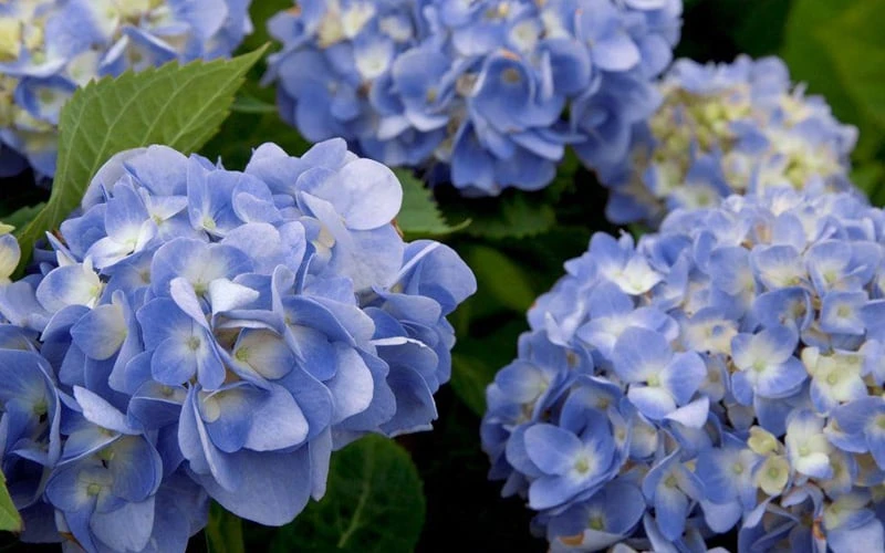 Dear Dolores Hydrangea - 3 Gallon Pot - Image 5