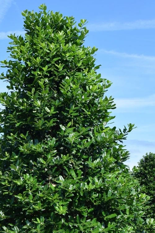 Nellie R. Stevens Holly - 3 Gallon Pot - Image 4