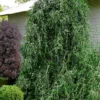 Weeping Yaupon Holly (Ilex Vomitoria 'Pendula') - 7 Gallon Pot (3-4')