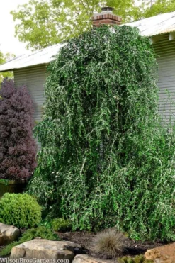 Weeping Yaupon Holly (Ilex Vomitoria 'Pendula') - 7 Gallon Pot (3-4')