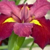 Ann Chowning Louisiana Iris - 1 Gallon Pot