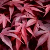 Fireglow Red Leaf Japanese Maple - 2 Gallon Pot