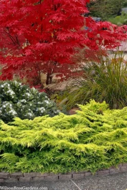 Gold Lace Juniper - 6 Pack Of 1 Gallon Pot