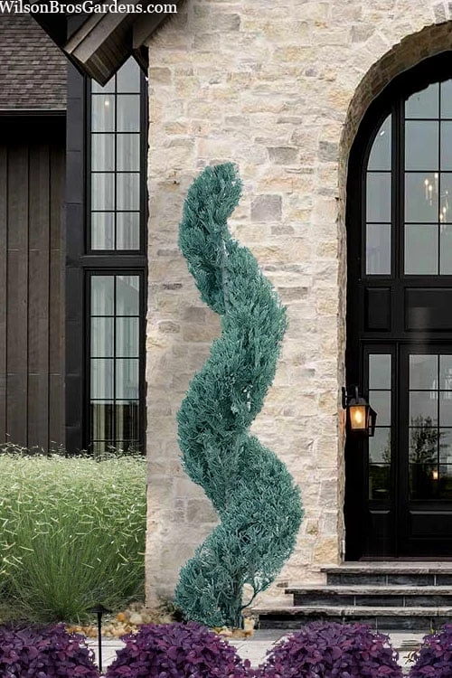 Spiral 'Witchita Blue' Juniper Topiary - 5 Gallon Pot