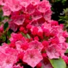 Raspberry Glow Mountain Laurel (Kalmia Latifolia) - 3 Gallon Pot