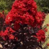 Black Diamond Best Red Crape Myrtle (Multi Trunk) - 3 Gallon Pot