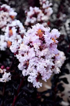 Ebony Glow Crape Myrtle - 3 Gallon Pot