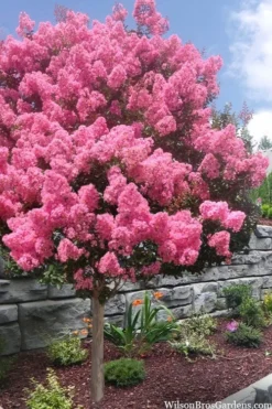 Sioux Pink Crape Myrtle Tree (Single Trunk) - 5 Gallon Pot