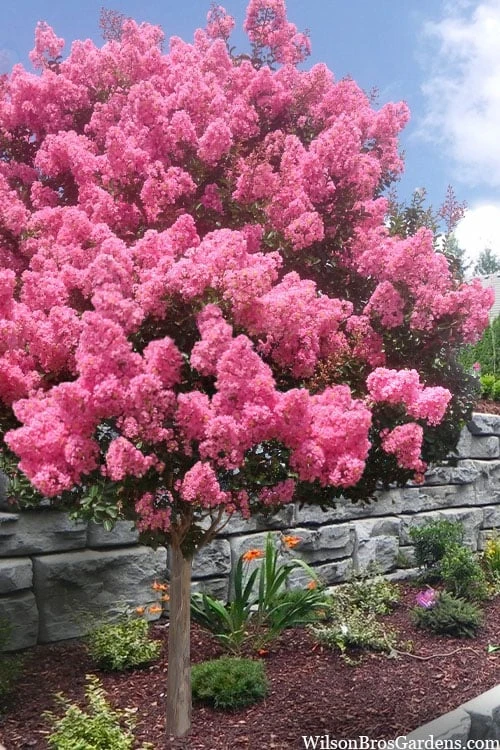 Sioux Pink Crape Myrtle Tree (Single Trunk) - 5 Gallon Pot