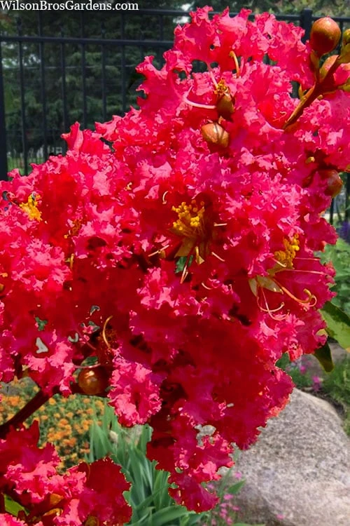 Tuscarora Watermelon Red Crape Myrtle - 7 Gallon Pot (4-5') - Image 4