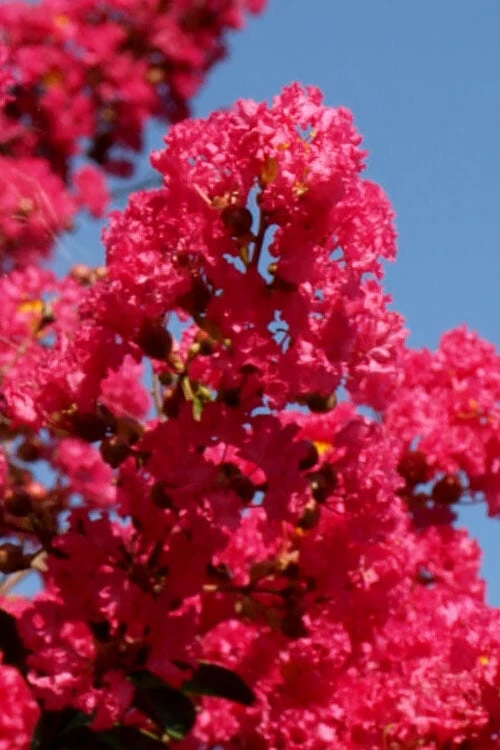Tuskegee Crape Myrtle - 6 Pack Of 1 Gallon Pots - Image 4
