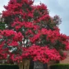 Tuskegee Crape Myrtle - 1 Gallon Pot
