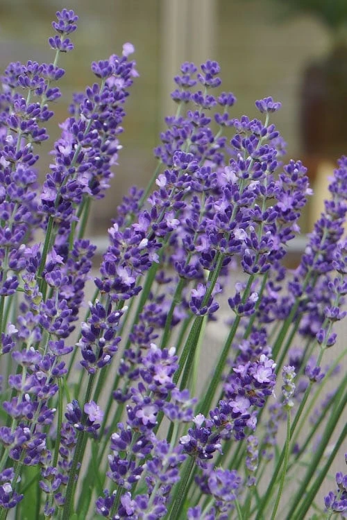 Big Time Blue Lavender - 1 Gallon Pot - Image 6